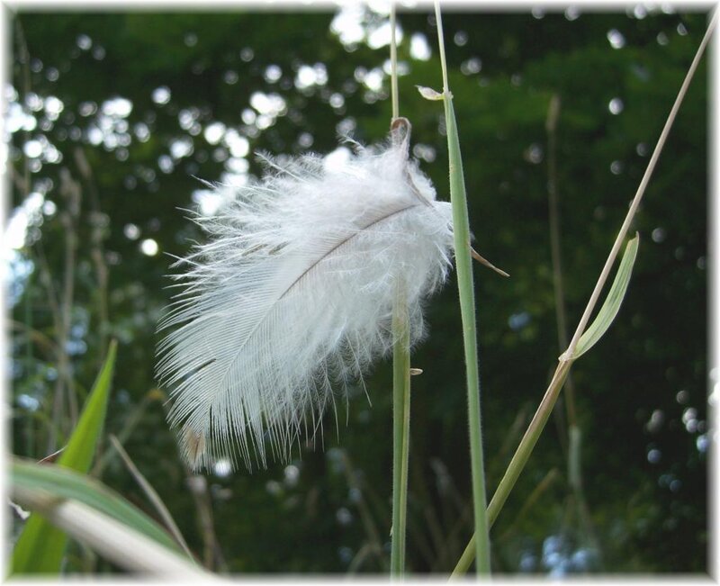 White Feather on Grass