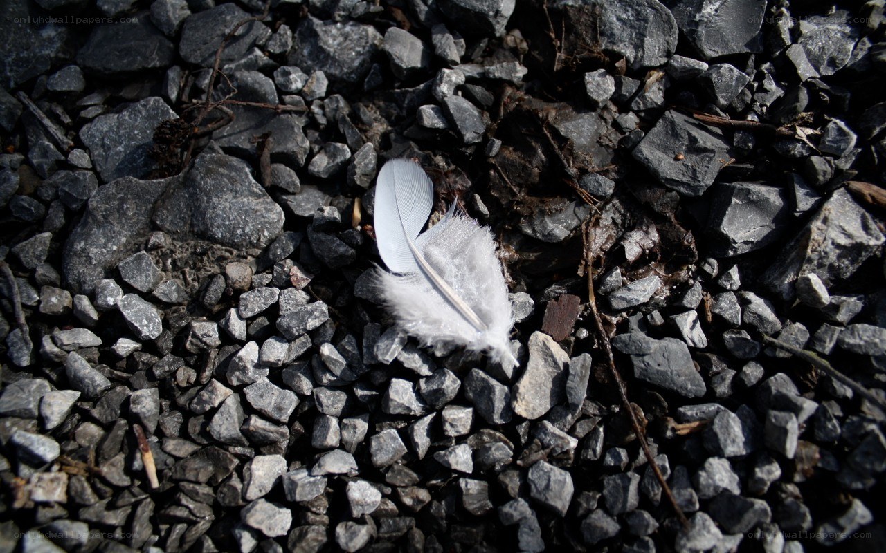 White feather on gravel