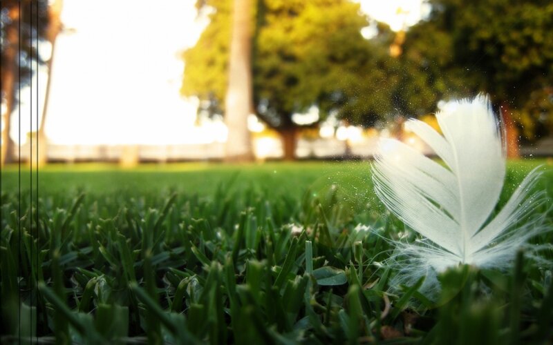 White feather on green grass