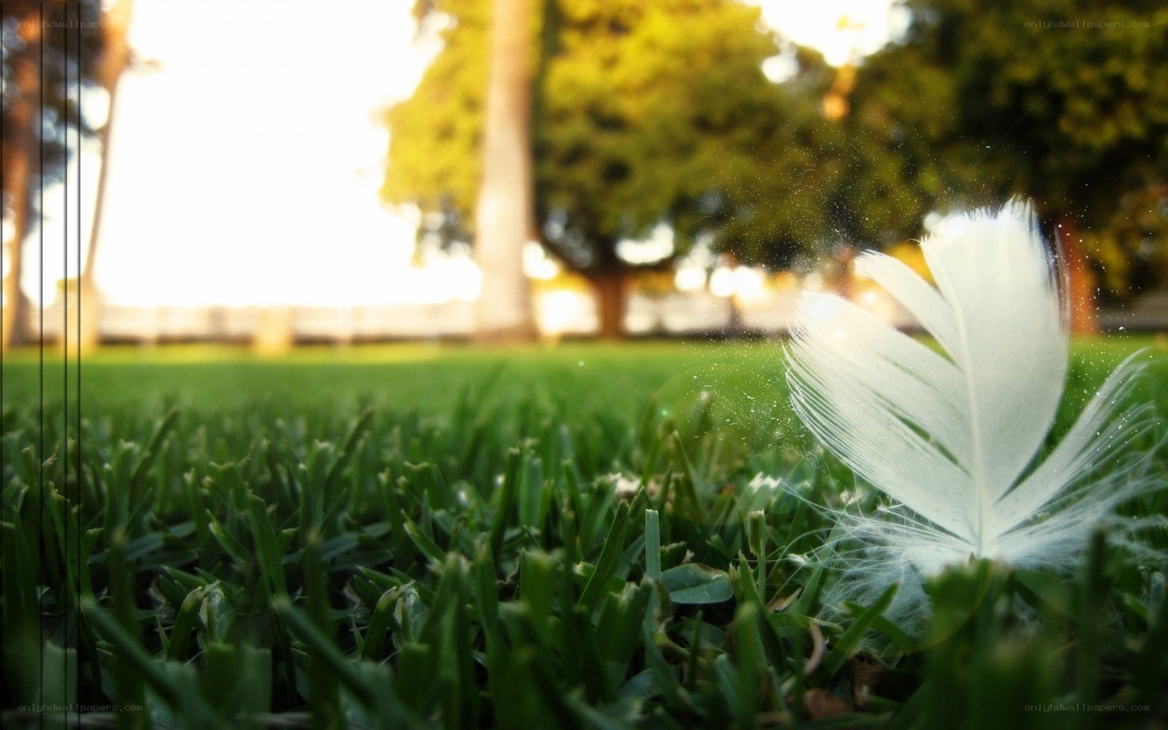 White feather on green grass