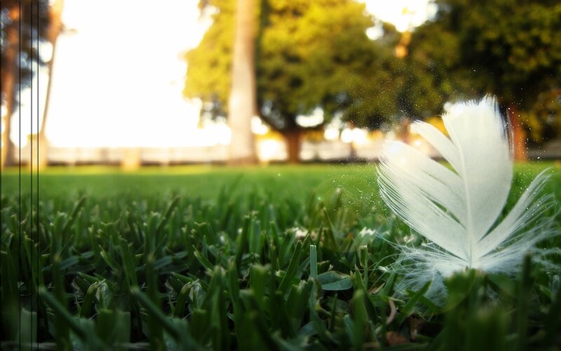 White feather on green grass