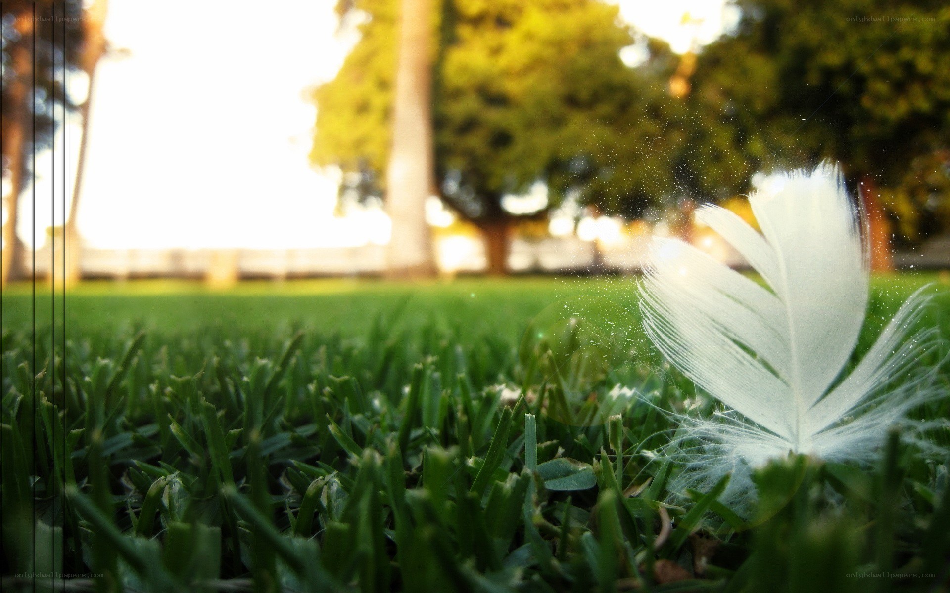 White feather on green grass