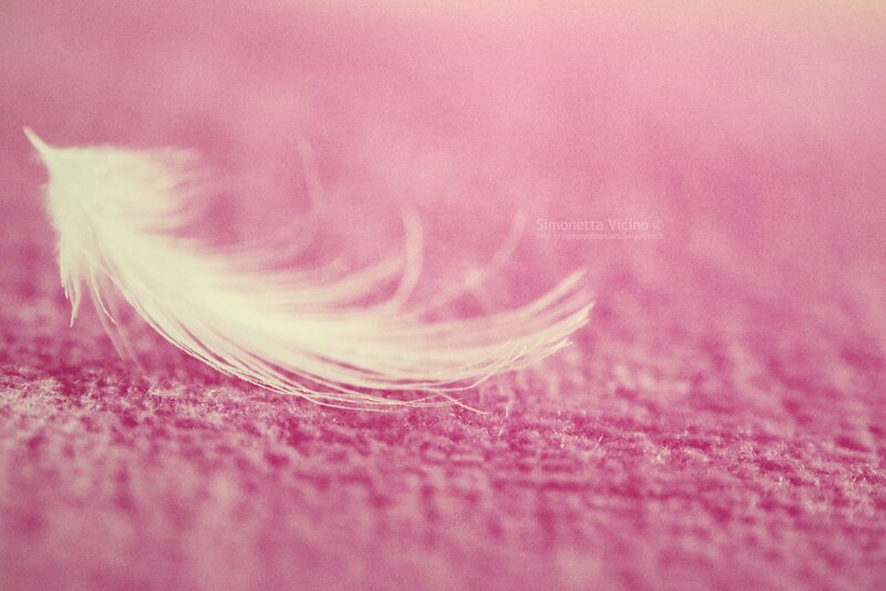 White Feather on Pink Surface