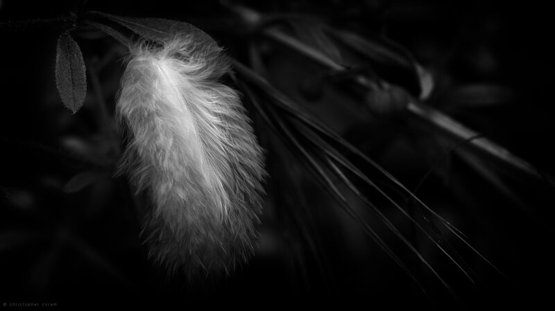 White Feather on Plant