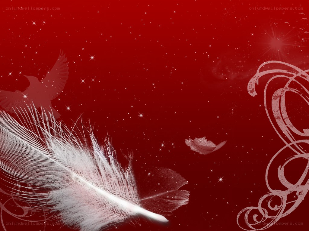white feather on red background