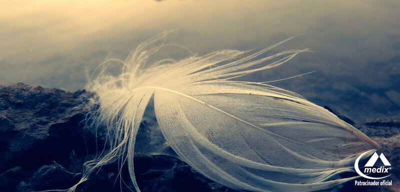 White Feather on Rock
