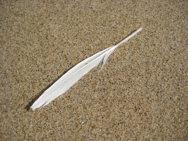 White Feather on Sand — Beige