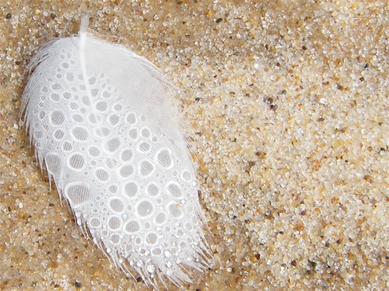 White Feather on Sand — Calm