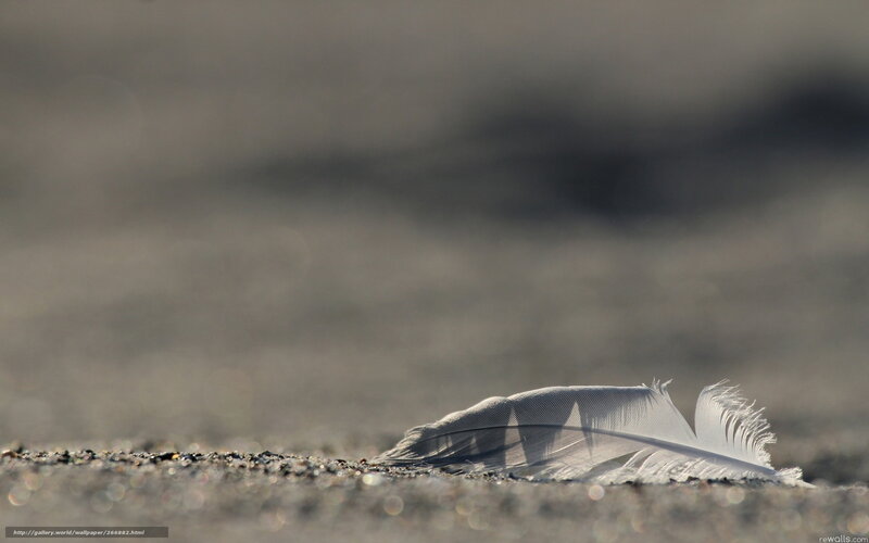 White feather on sand