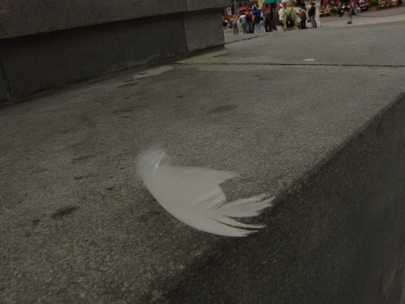 white feather on stone