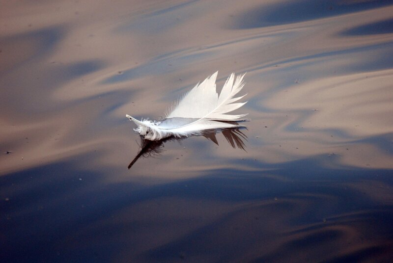 White feather on water