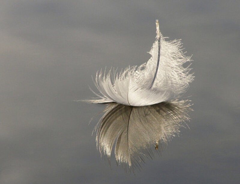 White Feather on Water — Gray, Serene