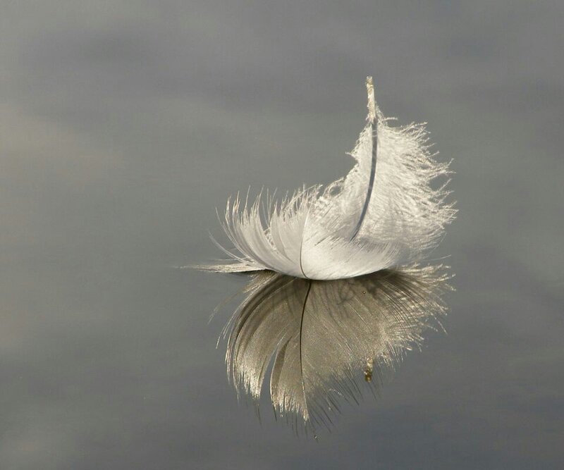 White Feather on Water — Gray