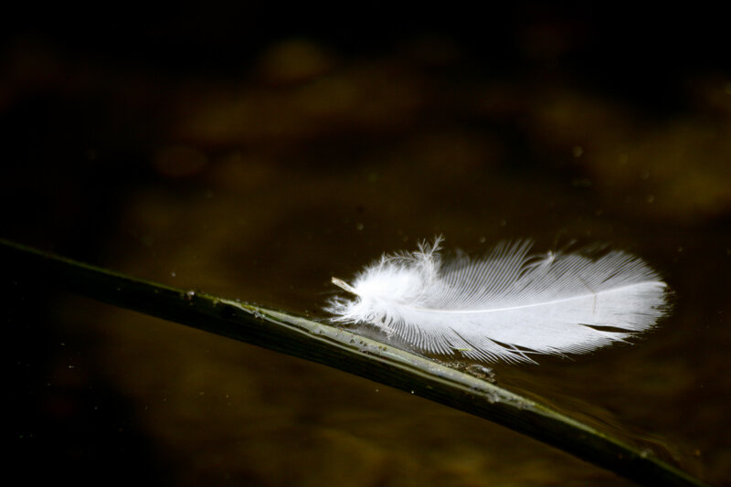 White feather on water