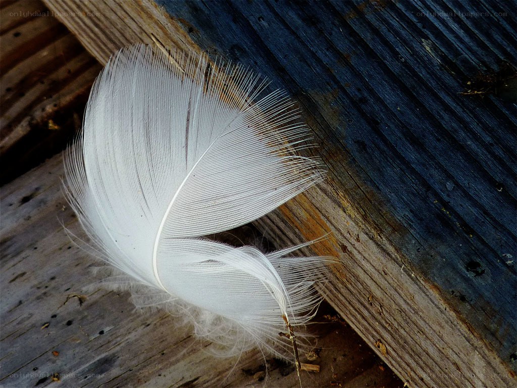 White feather on weathered wood