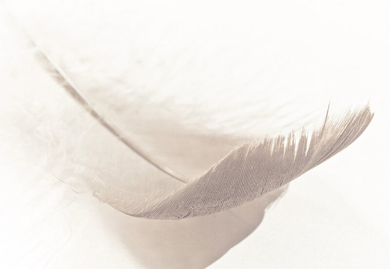White Feather on White Surface