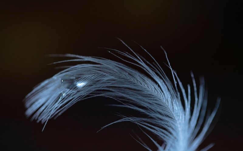 White Feather with Water Droplet