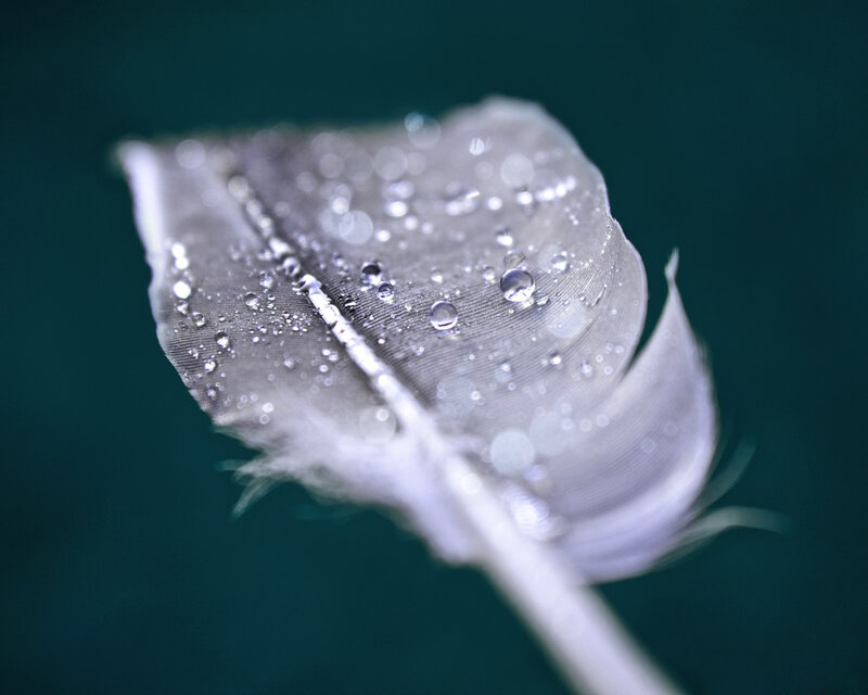 White Feather with Water Droplets — Serene, Photograph