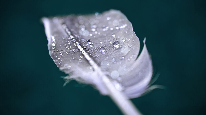 White Feather with Water Droplets