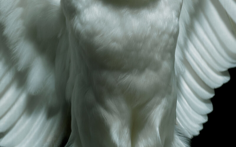 white feathered wings