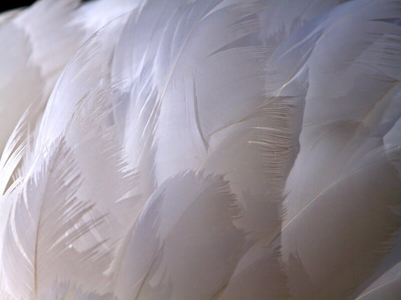 White Feathers Close-up