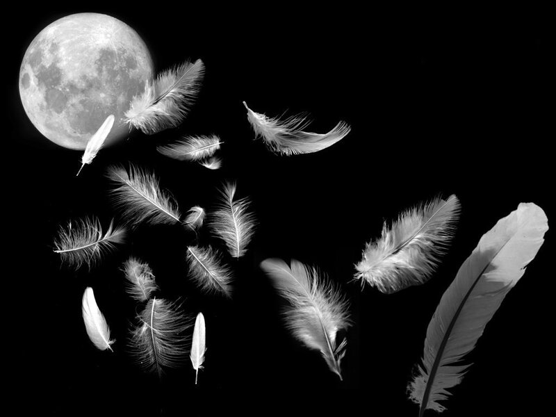 White Feathers Floating — Black
