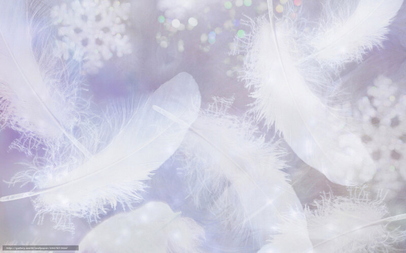 white feathers floating