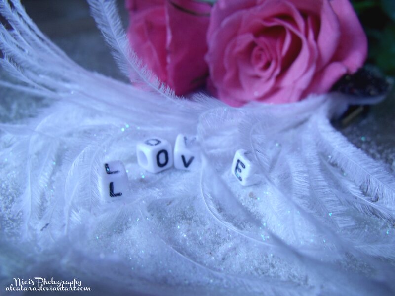 White Feathers with Rose