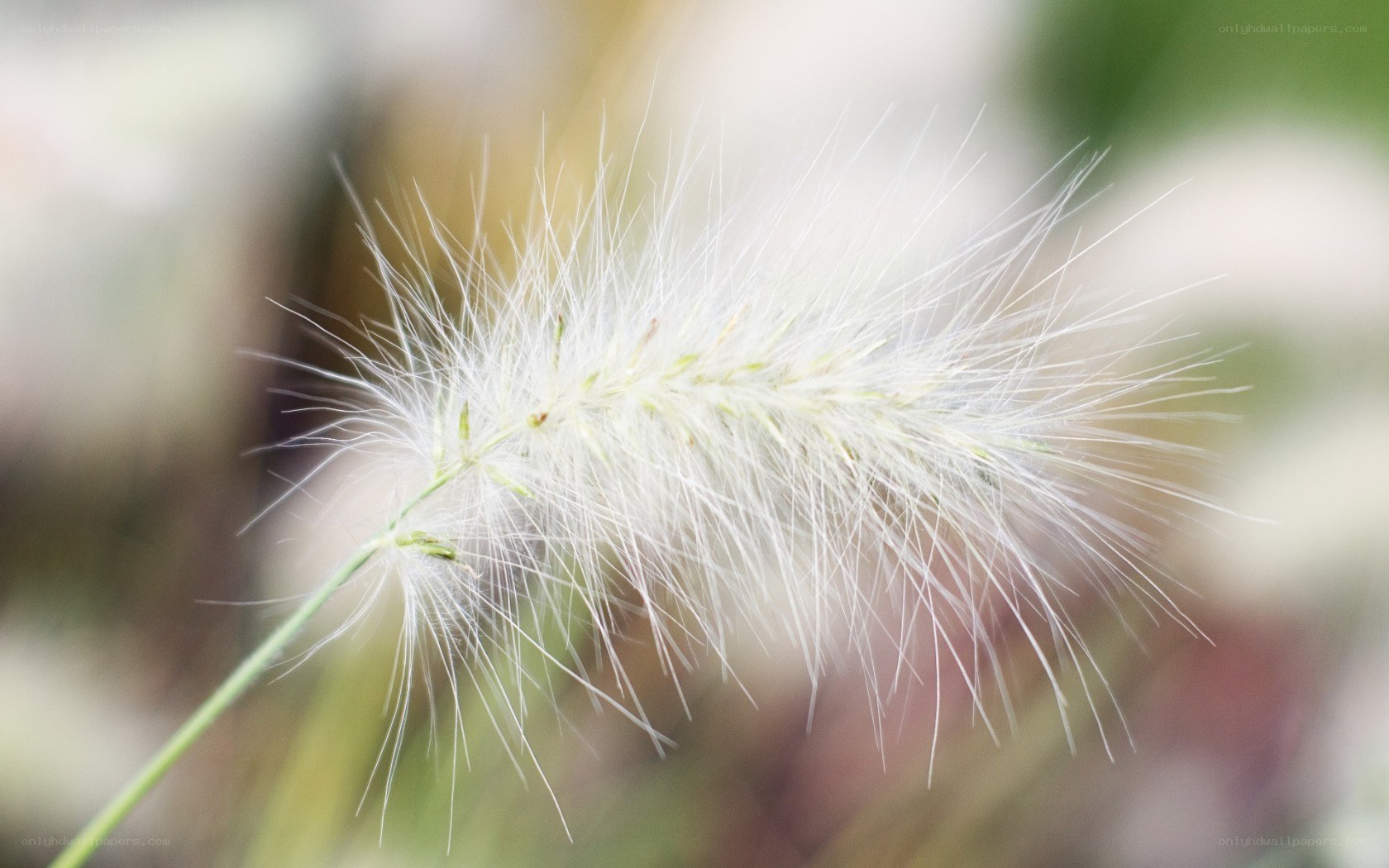 White feathery grass seed head