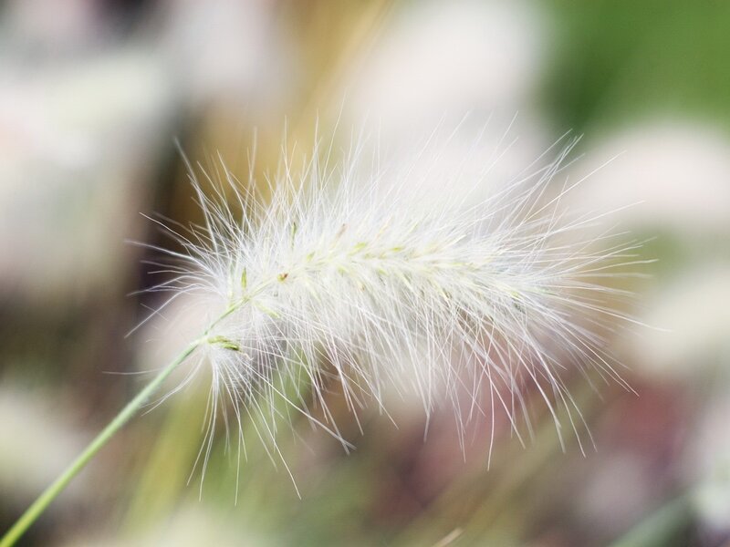 White Feathery Grass Seed Head — Serene, Afternoon