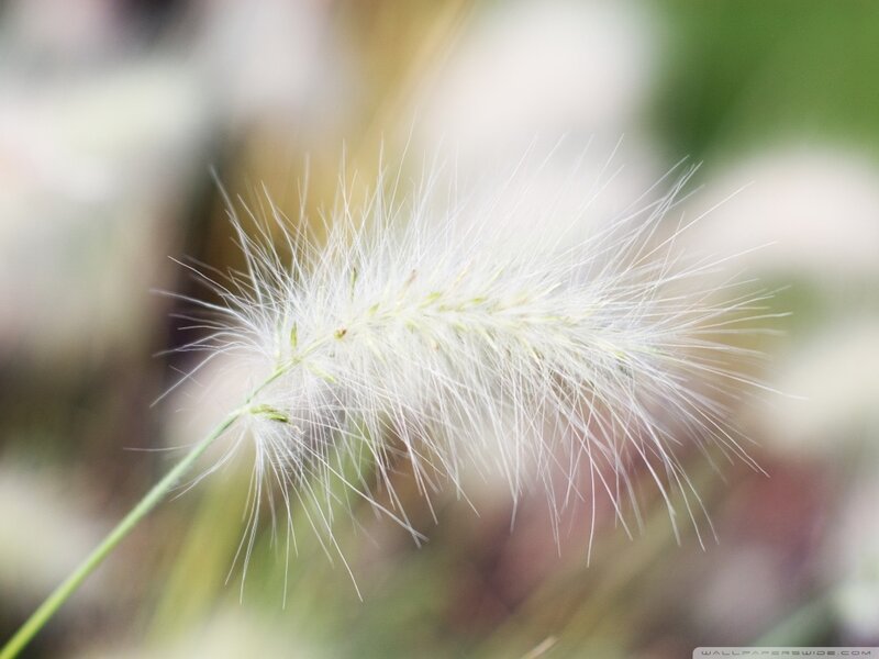 White Feathery Grass Seed Head — Serene