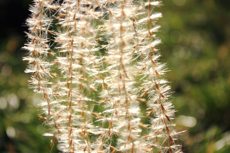 White Feathery Grass