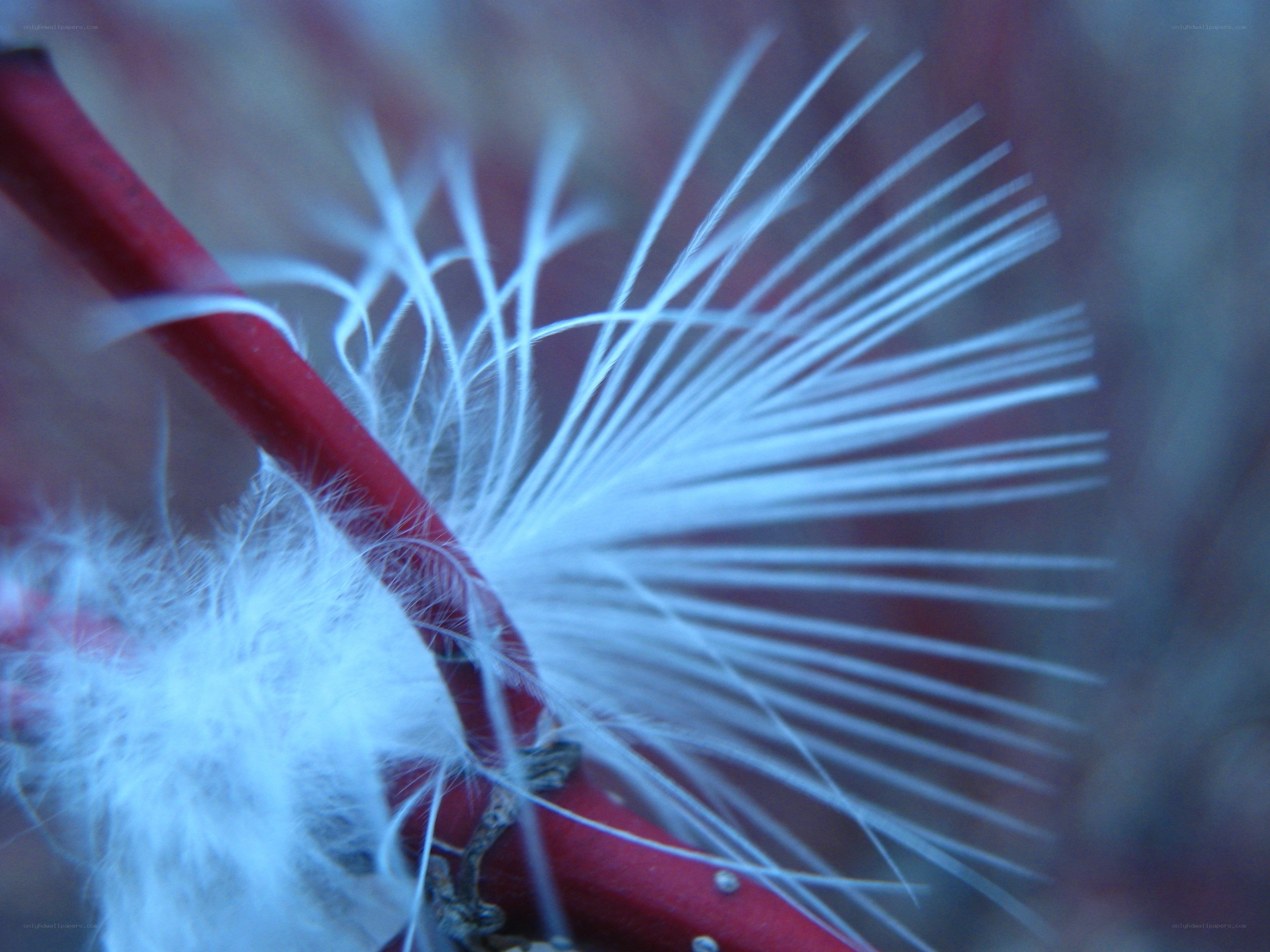White feathery seeds on red stem
