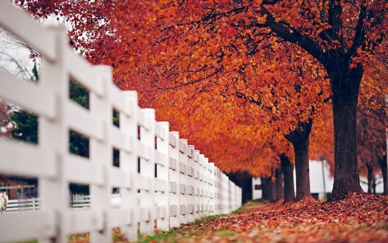 White Fence and Autumn Trees — Red