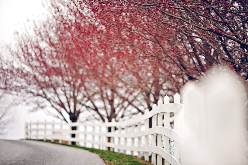 White Fence and Red Trees