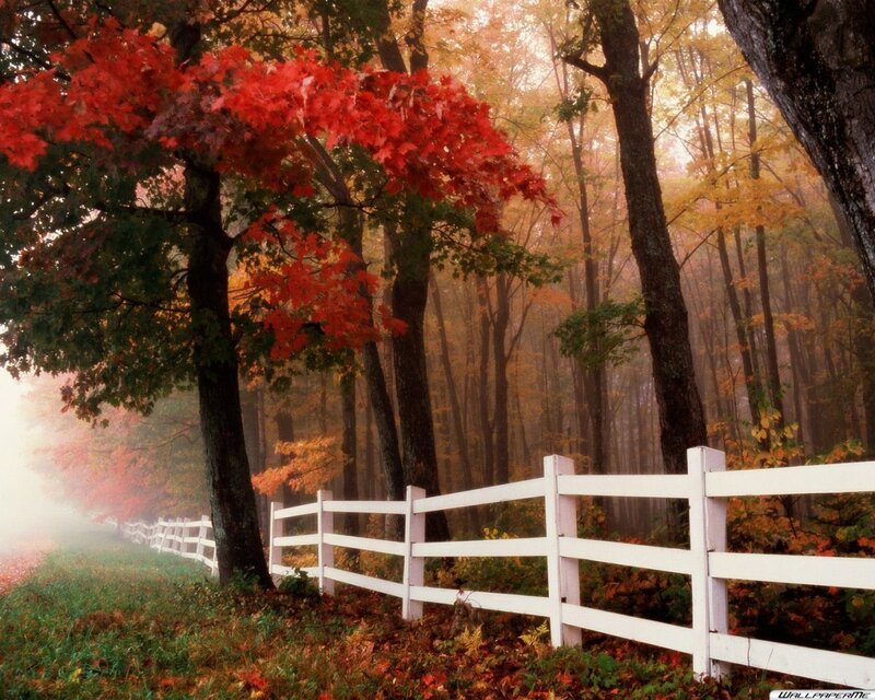 White Fence in Autumn Forest — Red, Serene, Photograph
