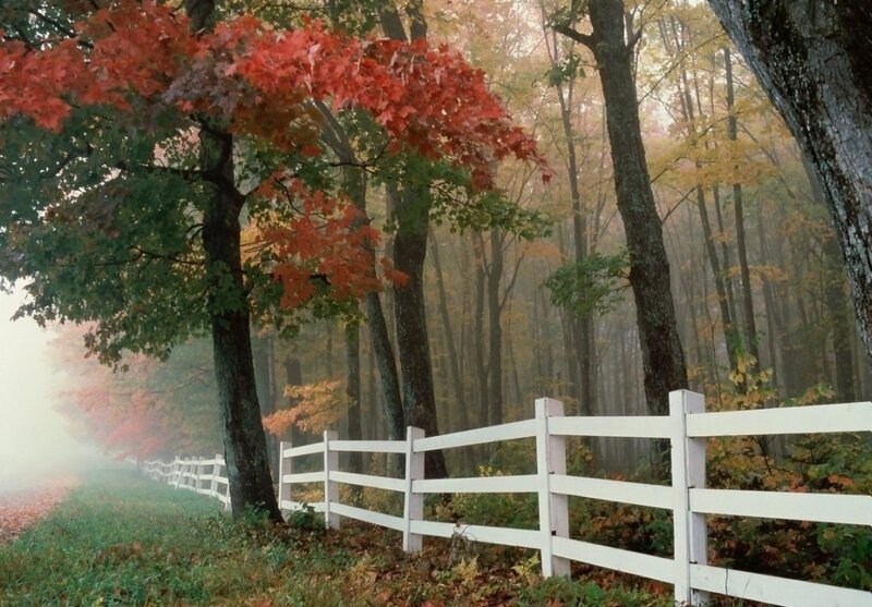 White Fence in Autumn Forest — Serene