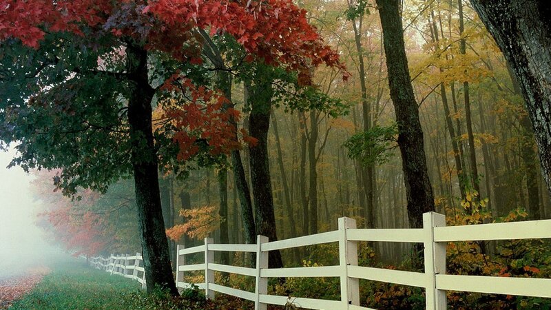 White Fence in Forest