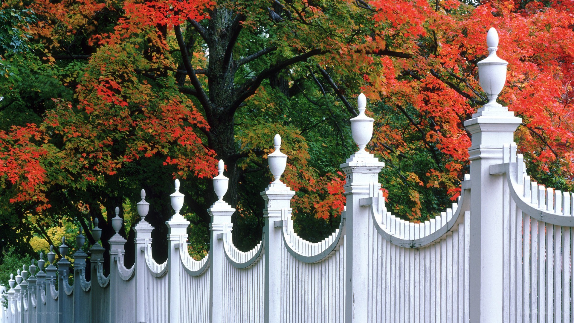White fence with autumn trees