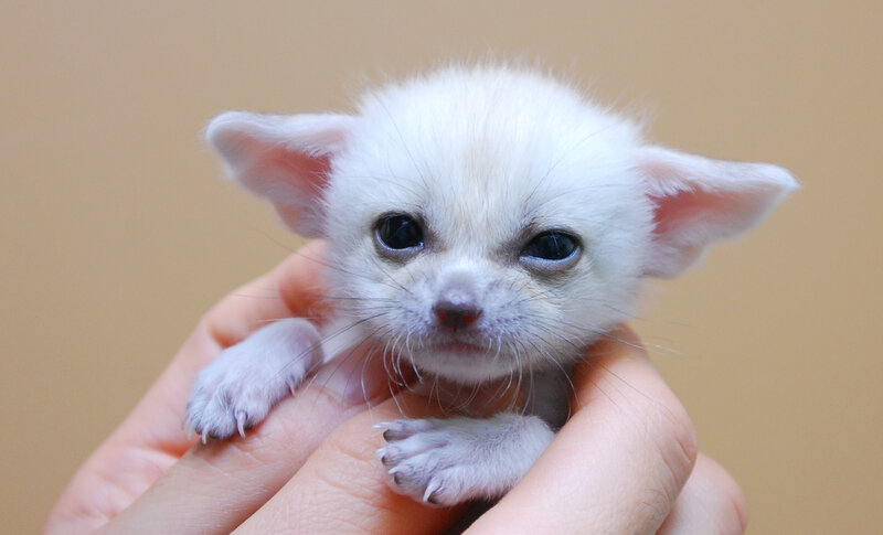 white fennec fox cub