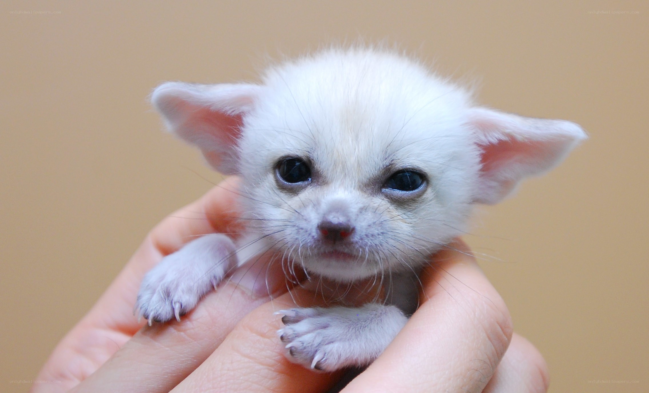 white fennec fox cub