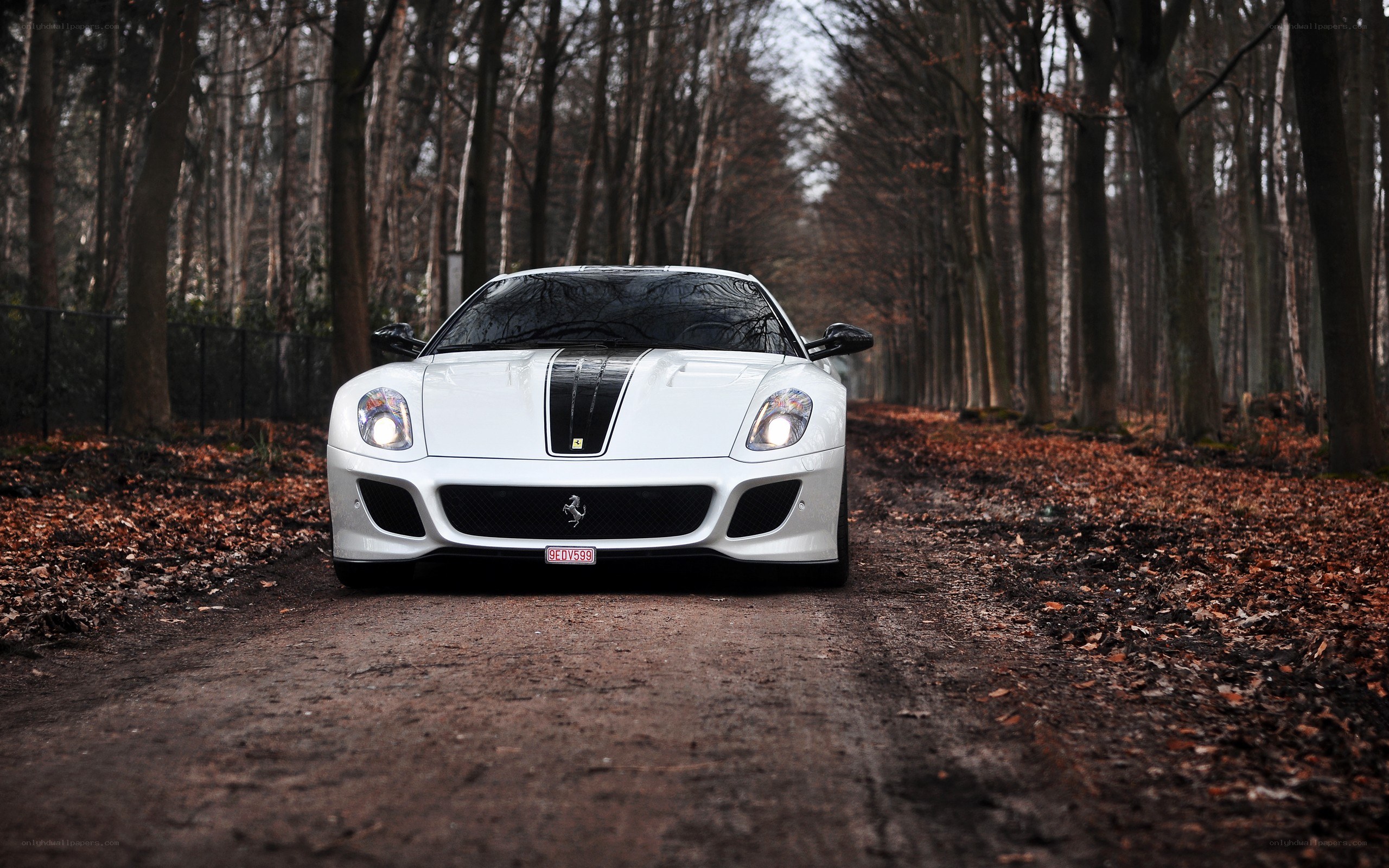 White Ferrari in forest