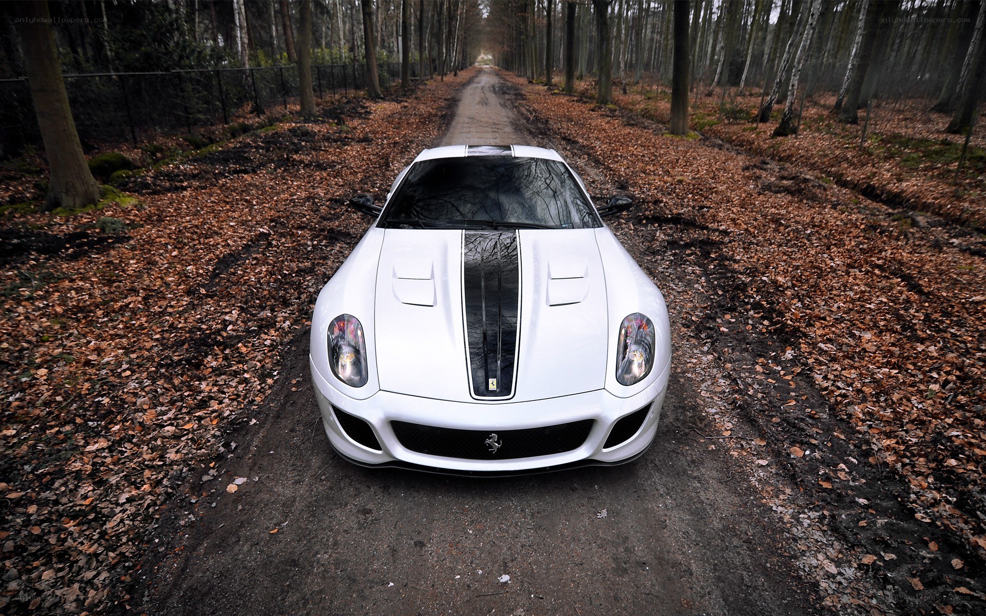 White Ferrari in forest