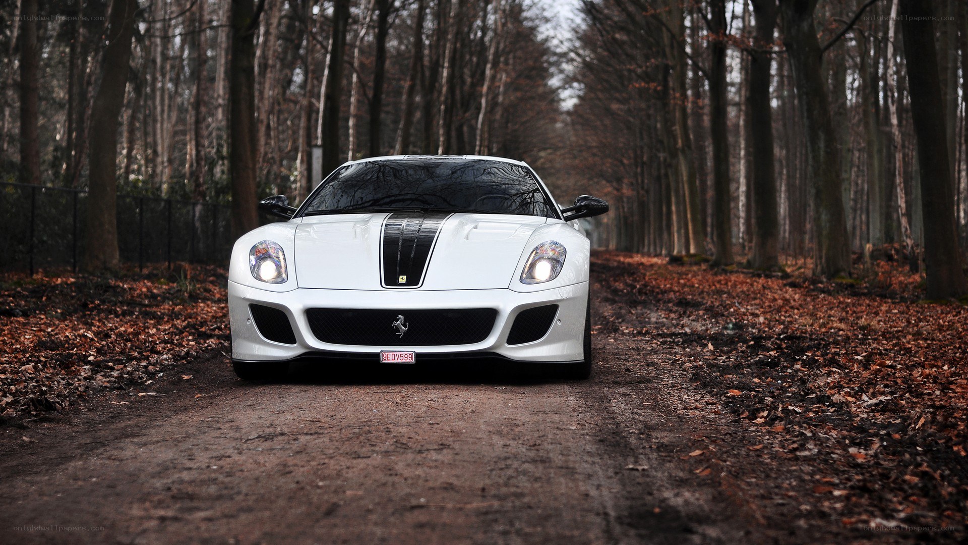 White Ferrari in forest