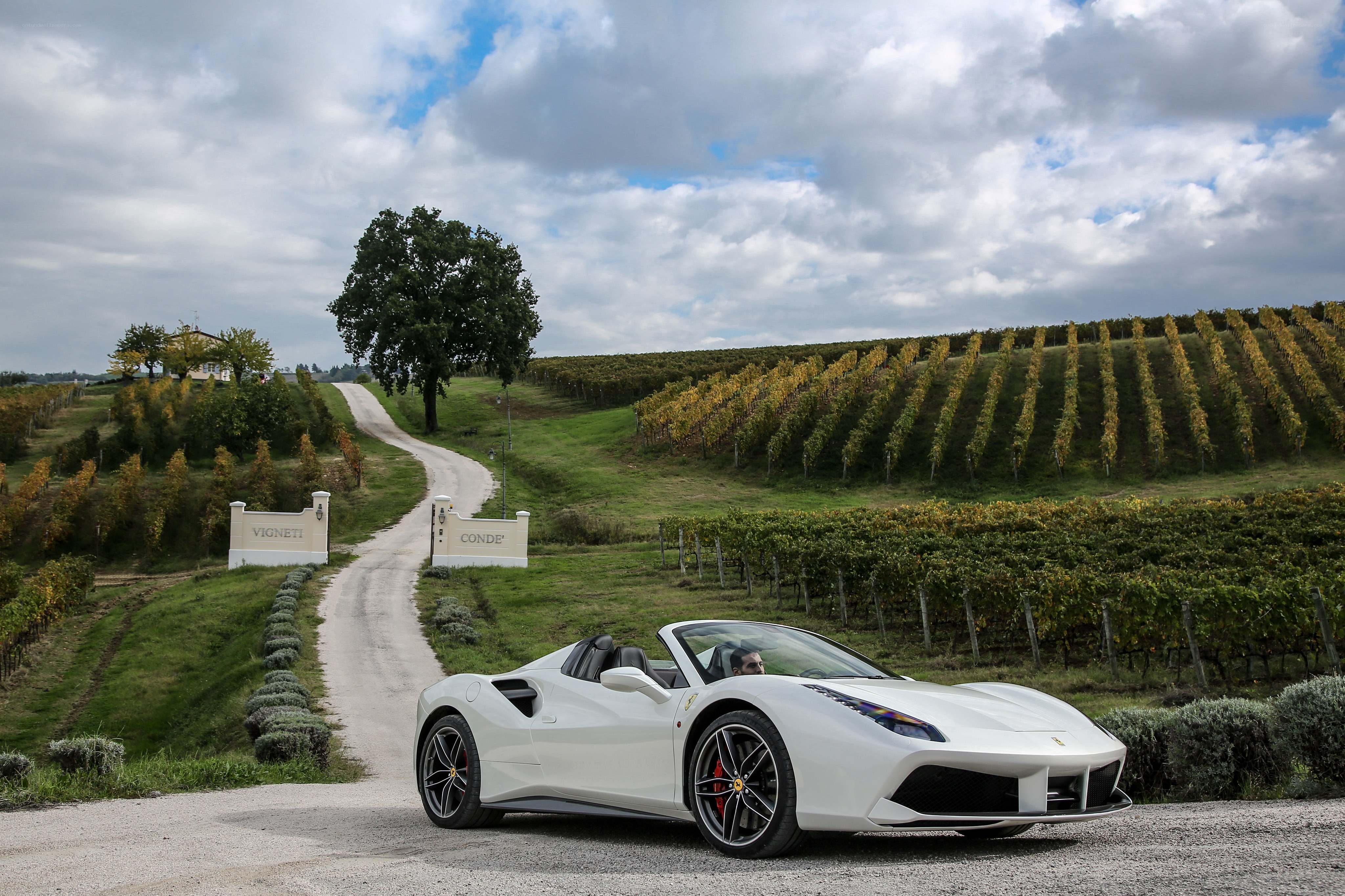 White Ferrari in vineyard