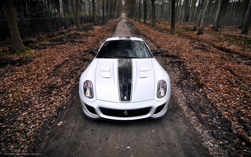 White Ferrari on forest road
