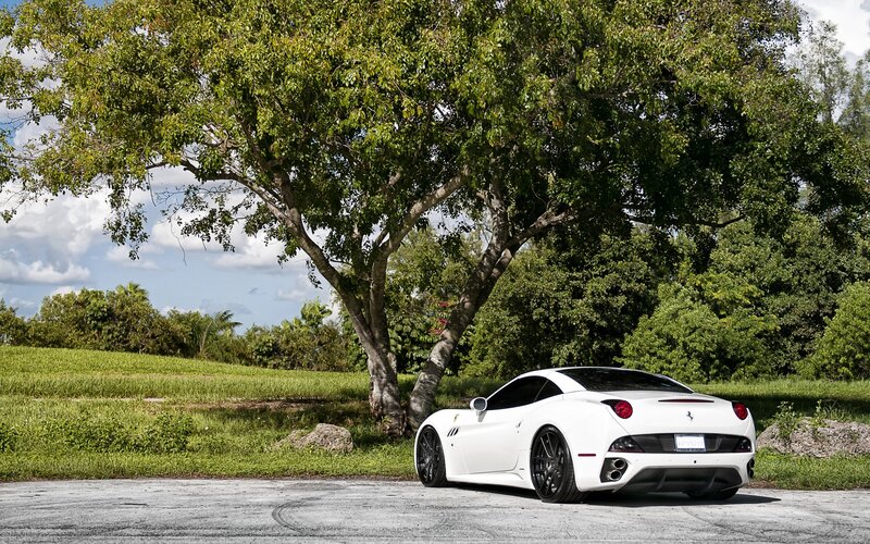 White Ferrari parked under a tree