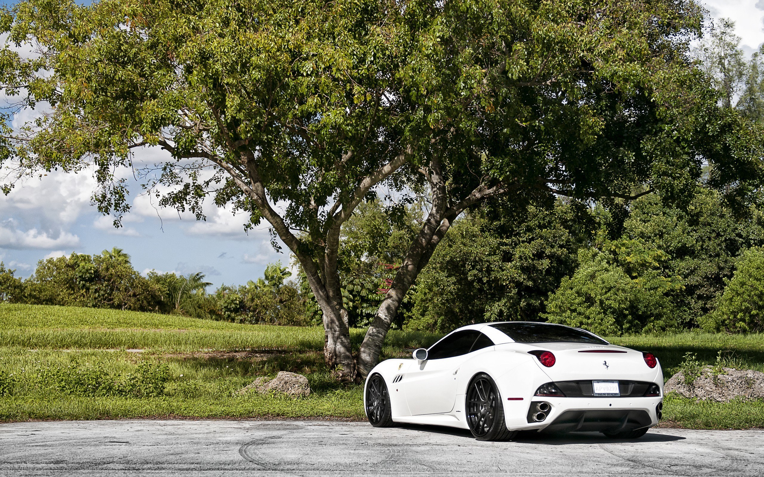 White Ferrari parked under a tree