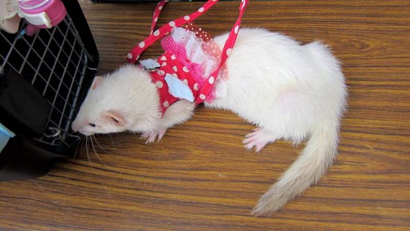 White Ferret in Harness