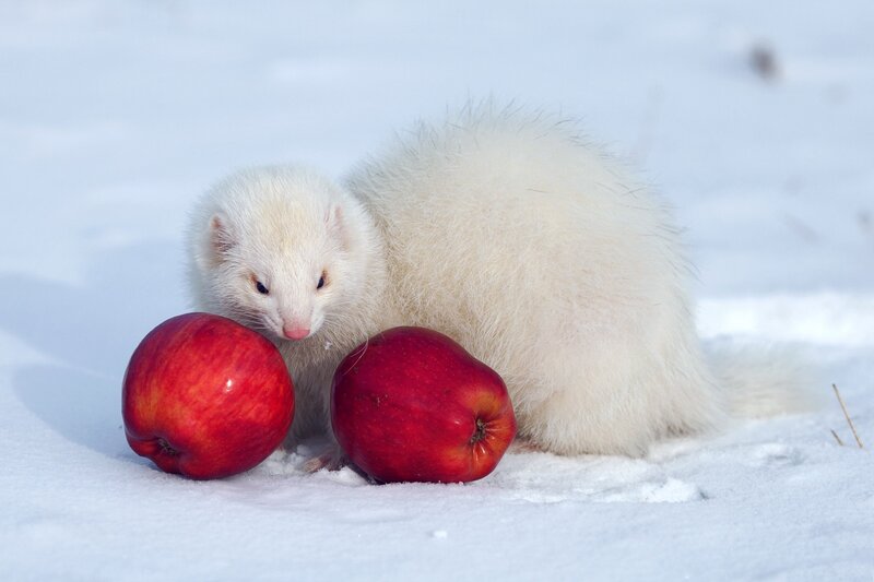 White Ferret in Snow — Calm